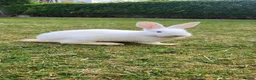 Mixed Breed rabbits for sale: Rabbits in Birmingham - Advert 3