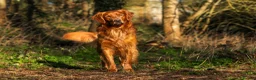Golden Retriever dogs for stud: Stunning Golden Retriever at Stud - Advert 5