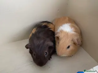 Guinea Pig rodents Smooth and Funky Guinea Pigs. - Advert 10