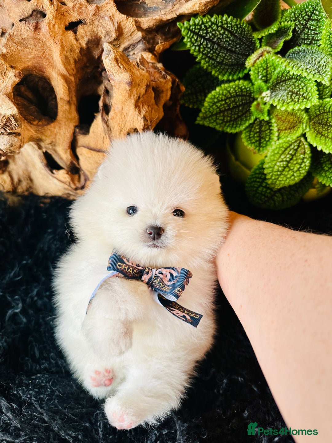 Pomeranian dogs for sale: KC white pomeranians  for reservation!  - Advert 11