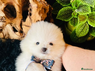 Pomeranian dogs KC white pomeranians for reservation! - Advert 13