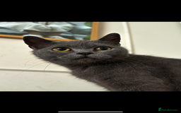 British Shorthair cats for sale: British shorthair female  - Image 1