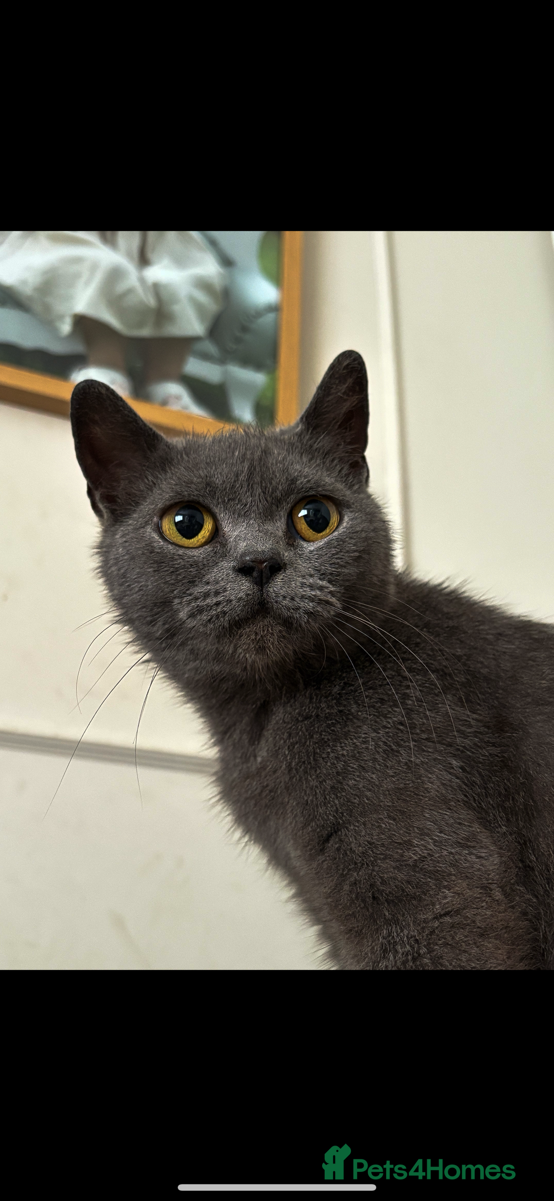 British Shorthair cats for sale: British shorthair female  - Image 1