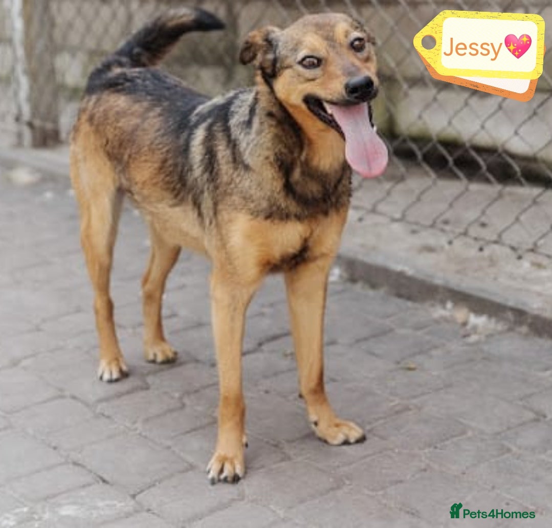 Mixed Breed dogs 💖🐶 JESSY 🐶💖 - Advert 4