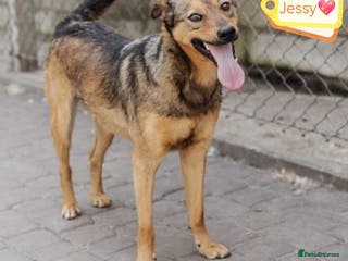 Mixed Breed dogs 💖🐶 JESSY 🐶💖 - Advert 2