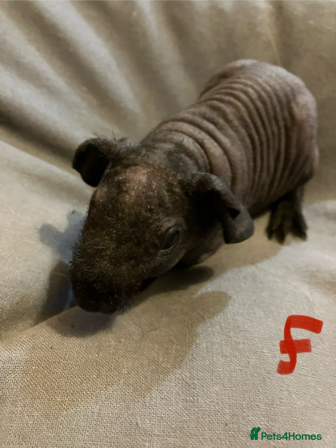 Guinea Pig rodents for sale: Well handled skinny pigs.  - Advert 6