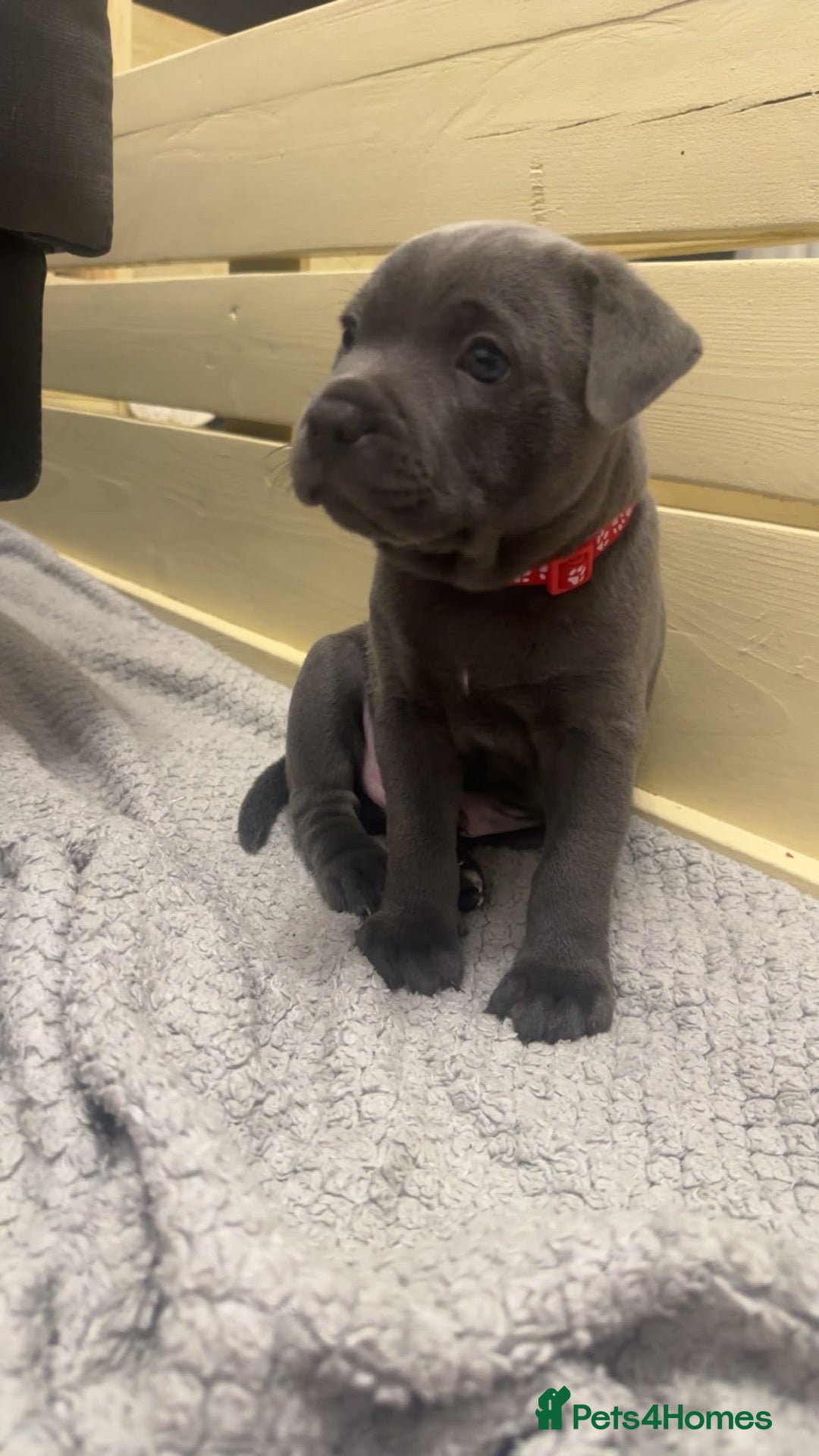 Staffordshire Bull Terrier dogs Staffordshire Bull Terrier Pups - 4 Gorgeous Pups - Advert 2