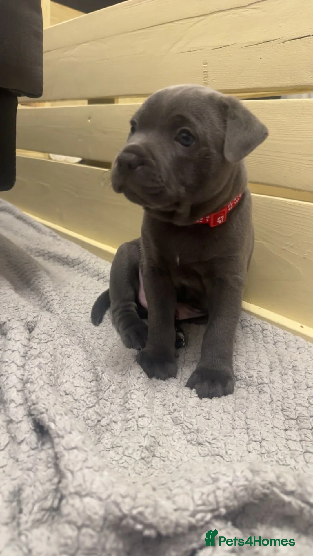 Staffordshire Bull Terrier dogs for sale: Staffordshire Bull Terrier Pups - 4 Gorgeous Pups in Spalding - Advert 2