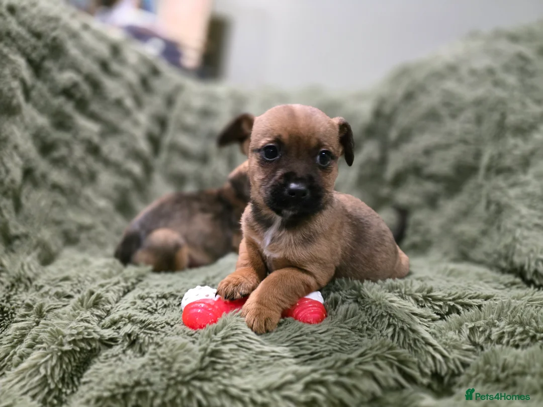 Mixed Breed dogs for sale: Puppies - Advert 4