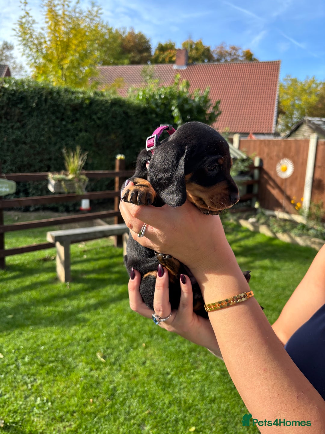 Dachshund dogs for sale: Kc standard Black and Tan dachshunds - Image 16
