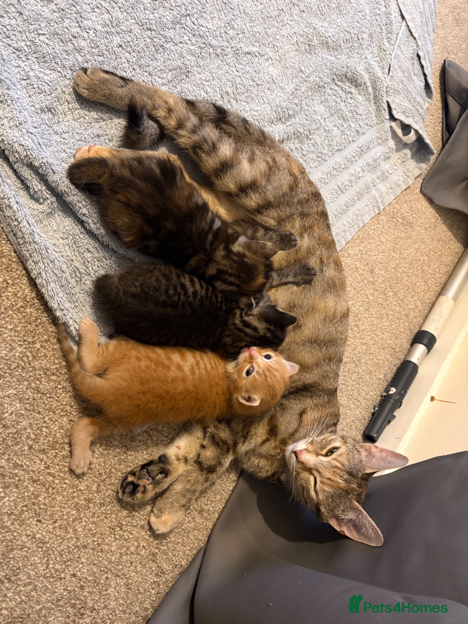 Mixed Breed cats Female mixed  - Advert 1