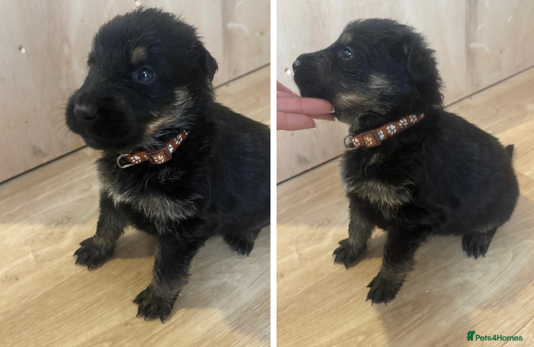 German Shepherd dogs for sale: German Shepherd Pups - Advert 12