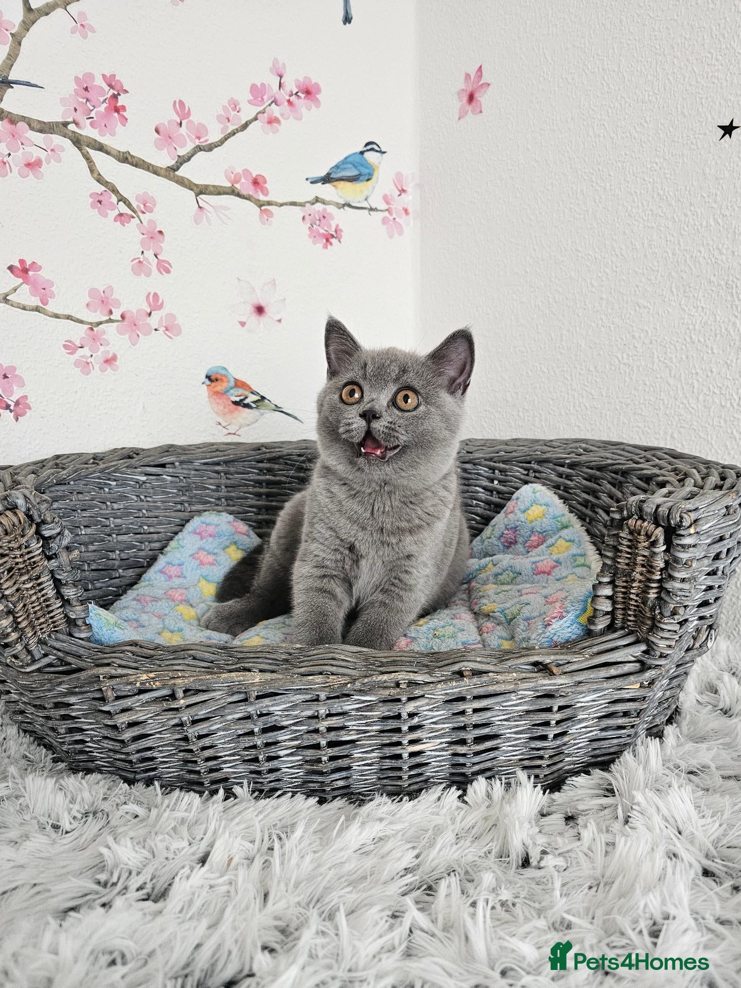 British Shorthair cats British Shorthair Kittens - Advert 2