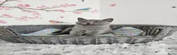 British Shorthair cats for sale: British Shorthair Kittens - Advert 6