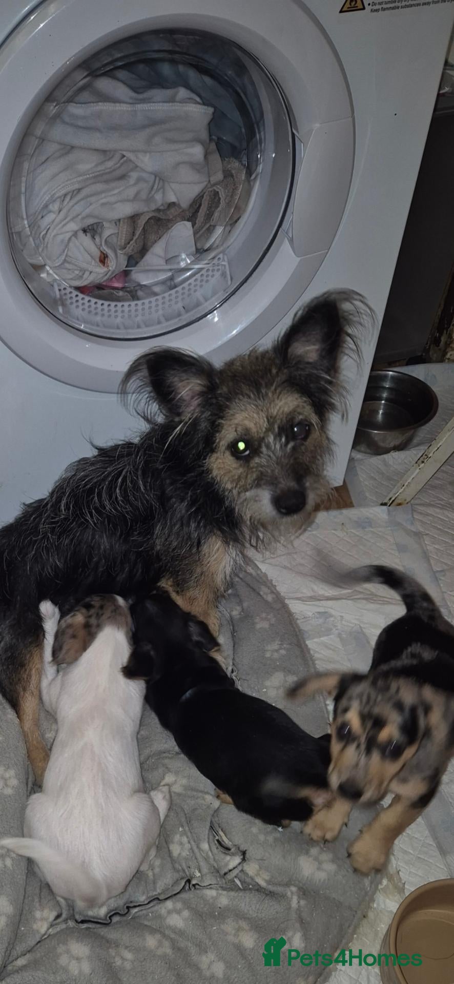 Jackshund dogs Jack Russell x dauchand  - Advert 1