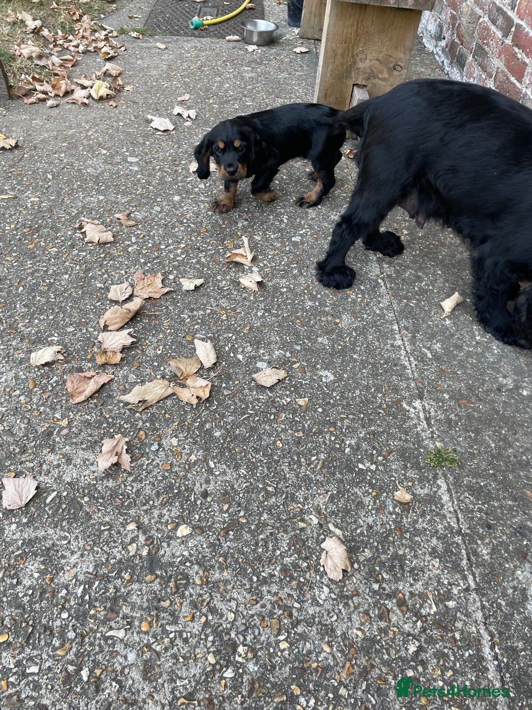 Cocker Spaniel dogs for sale: Working cocker spaniel  - Image 4