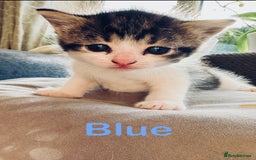 Mixed Breed cats for sale: Kittens for sale  - Image 2