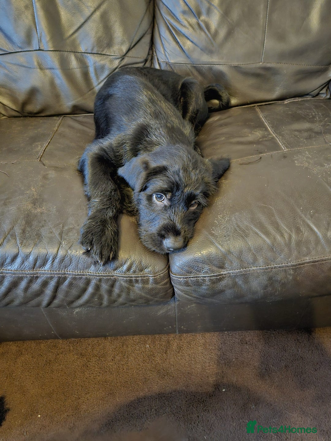 Mixed Breed dogs for sale: Gorgeous litter of pointerdor/sprocker puppies. - Advert 6