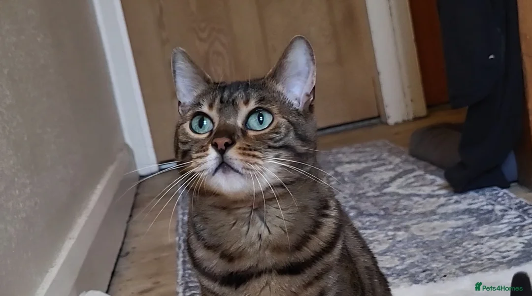 Bengal cats for sale: TICA,pedigree,  bengal girl - Advert 7