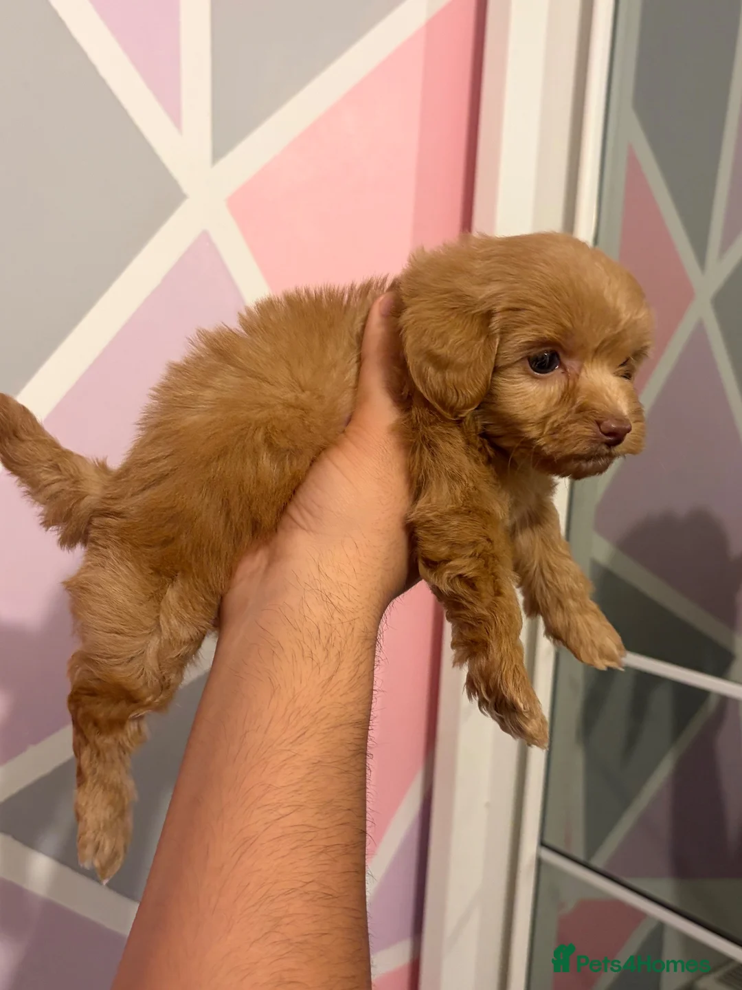 Maltipoo dogs for sale: DNA Clear & KC reg parents  - Advert 39