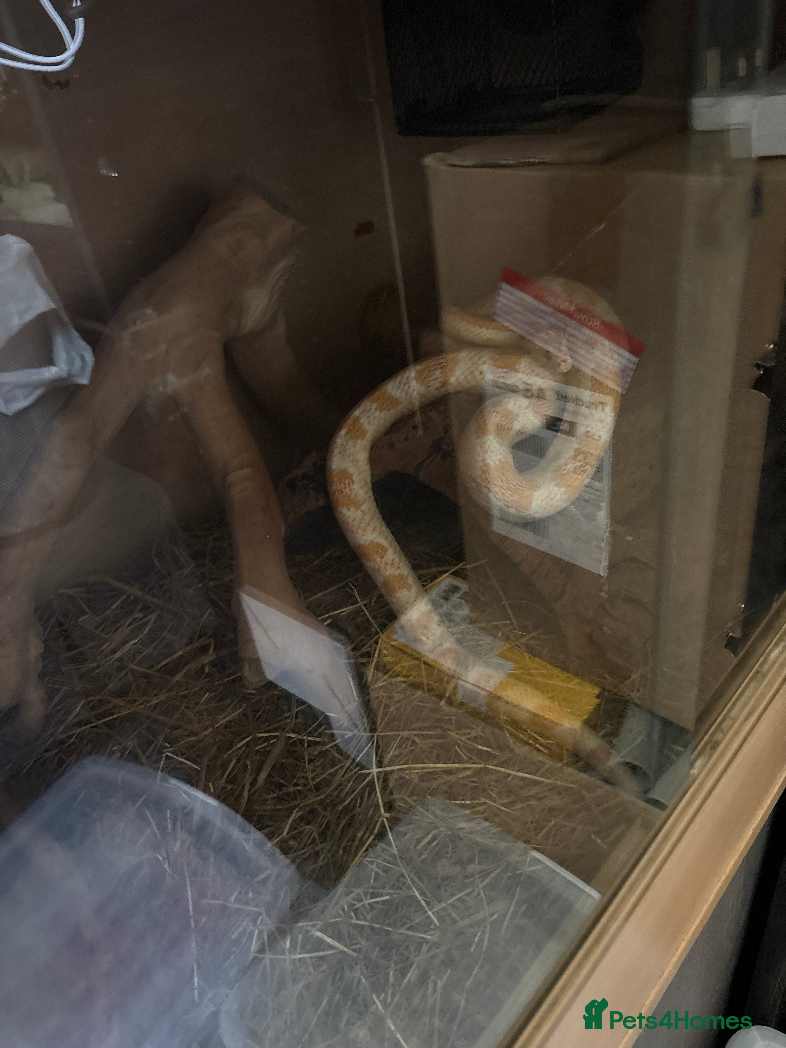 Corn Snake reptiles Corn snake for sale with enclosure - Advert 1