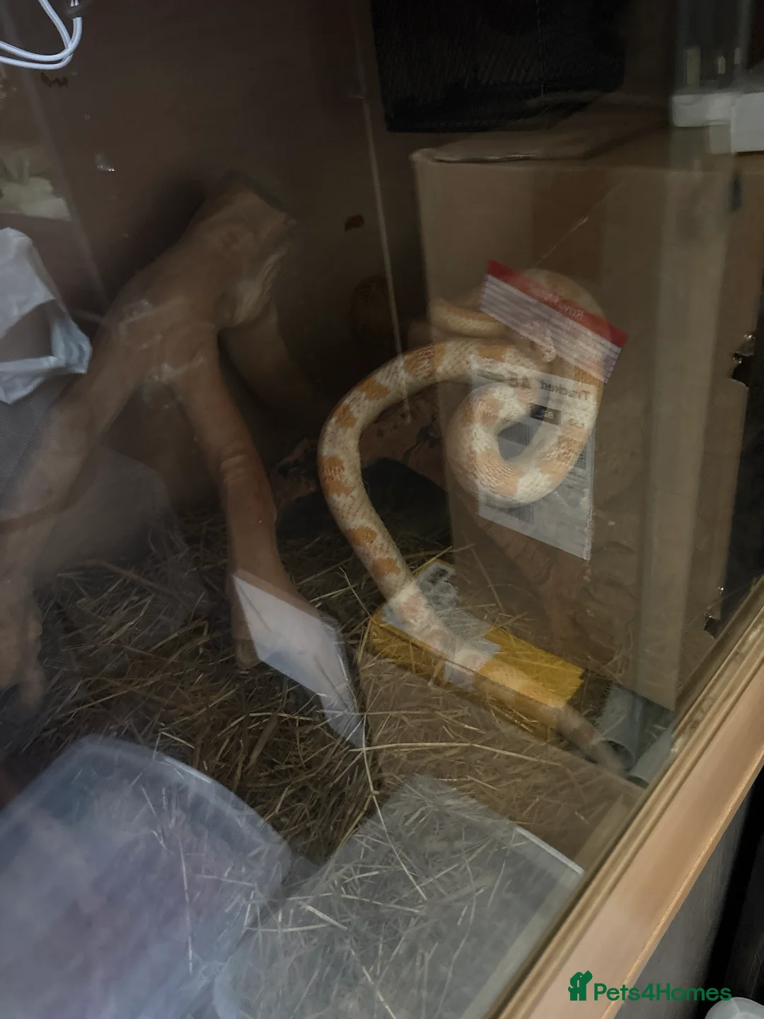 Corn Snake reptiles for sale: Corn snake for sale with enclosure - Advert 1