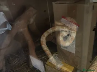 Corn Snake reptiles Corn snake for sale with enclosure - Advert 1