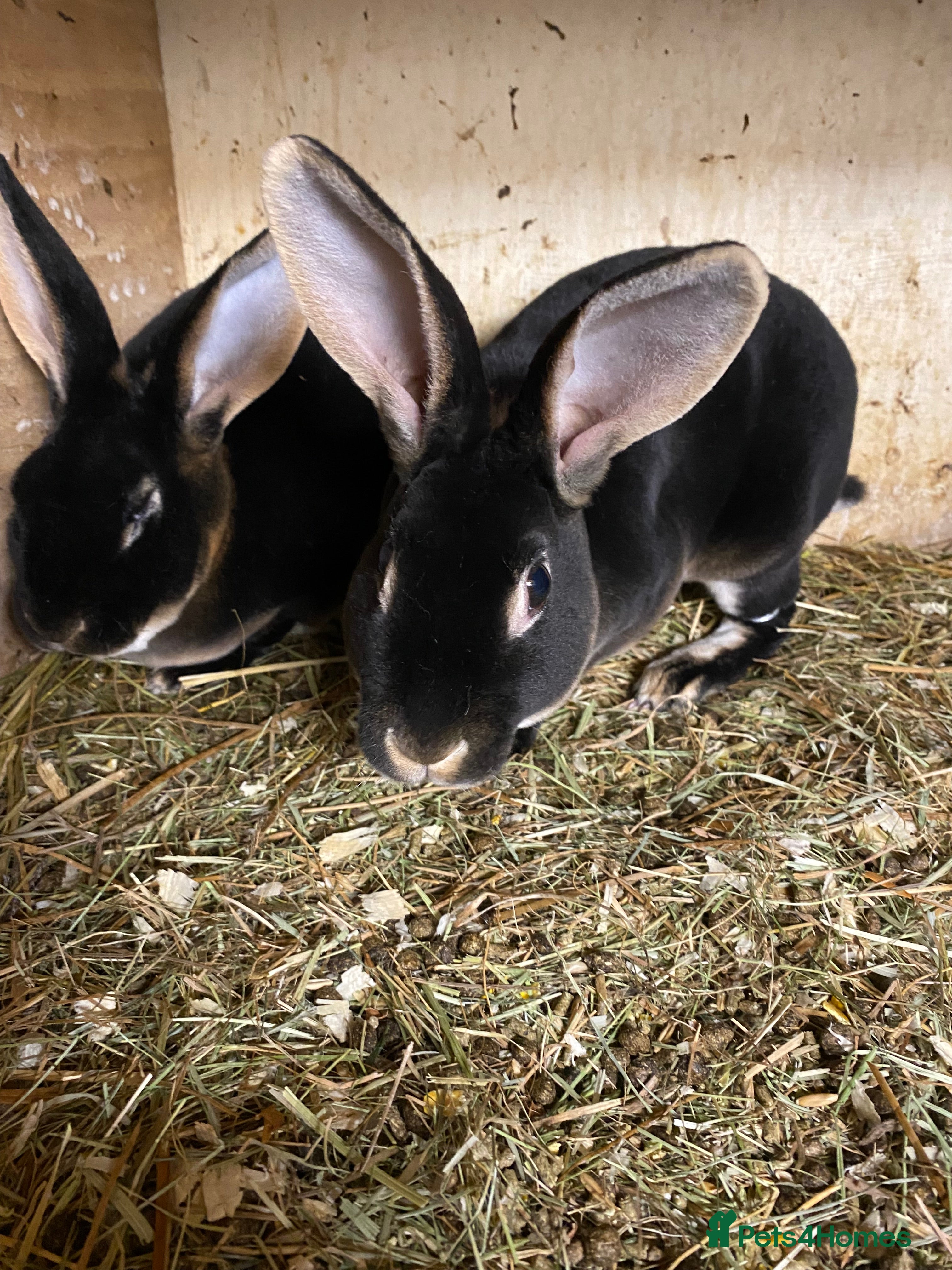 Rex rabbits Black otter Rex rabbits - Advert 8