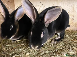Rex rabbits Black otter Rex rabbits - Advert 8