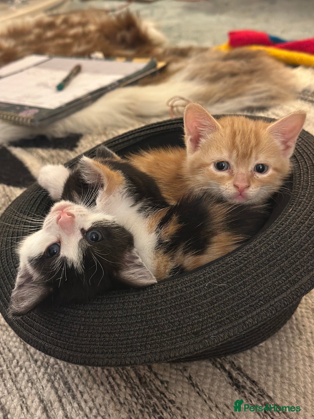 British Shorthair cats for sale: Female Ginger, Calico and Black and White - Image 1