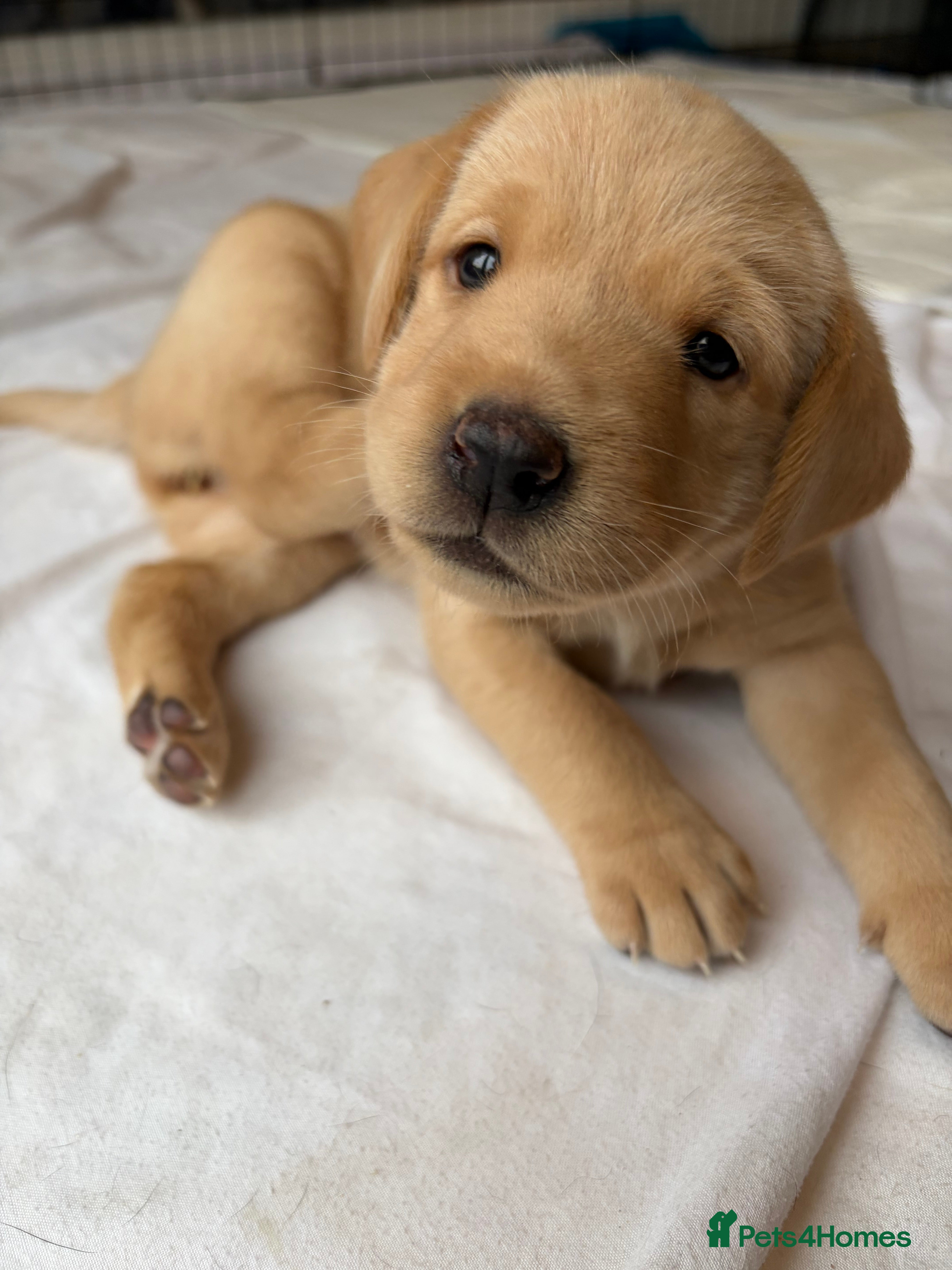 Labrador Retriever dogs 3 KC Lab girls - yellow/white to Golden/Red - Advert 4