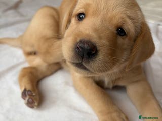 Labrador Retriever dogs 3 KC Lab girls - yellow/white to Golden/Red - Advert 4