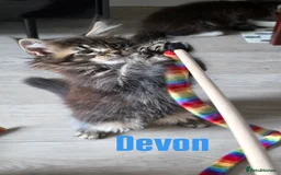 Maine Coon cats for sale: Affectionate Pure Breed Mainecoon Kittens - Image 5