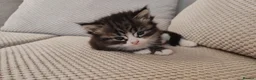 Ragdoll cats for sale: Ragdoll/tabby cross kittens in Liverpool - Advert 4