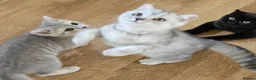 British Shorthair cats for sale: Beautiful British Shorthair kittens - Advert 9