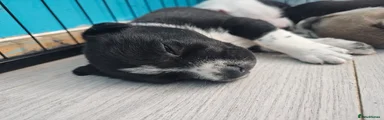 Spotty white socks 