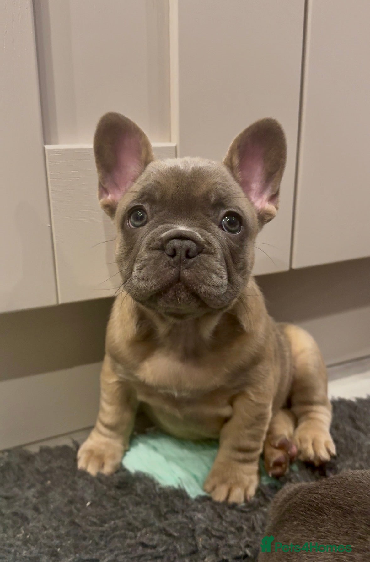 French Bulldog dogs Ready to Go 🐶  KC Registered ! - Advert 2