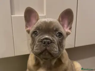 French Bulldog dogs Ready to Go 🐶 KC Registered ! - Advert 2