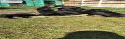 Cane Corso dogs for sale: Cane Corso puppies ready to leave now - Advert 13