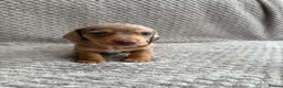 Miniature Dachshund dogs for sale: ⭐️💕miniature dachshund pups⭐️💕 - Advert 28