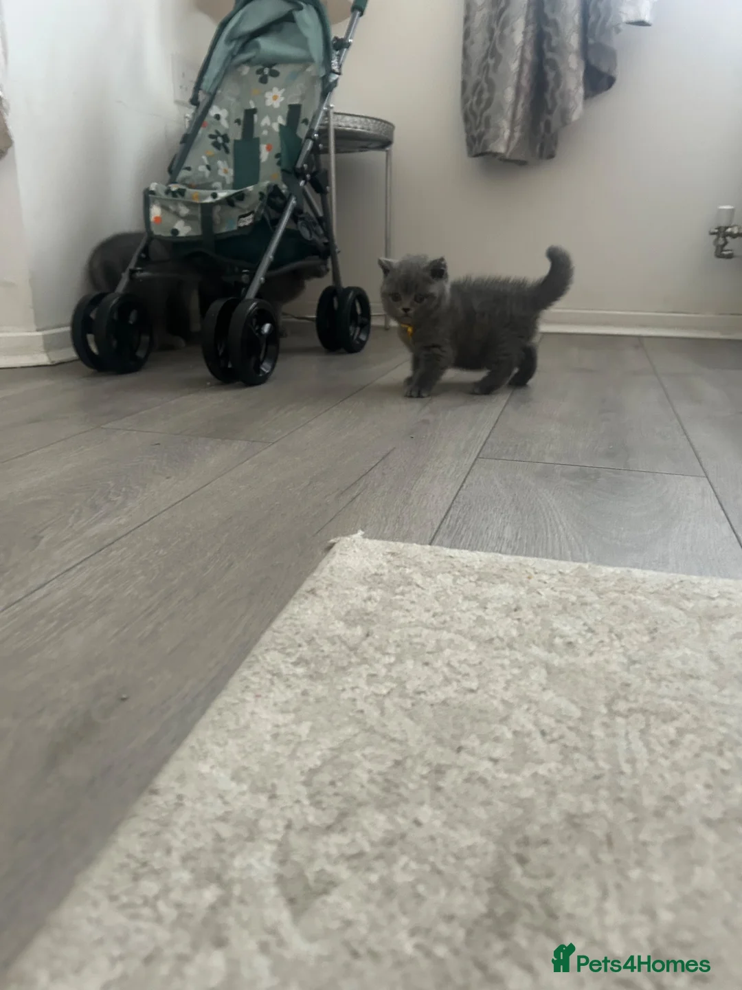 British Shorthair cats for sale: Gccf registered British shorthair 💕reduced price  - Advert 2