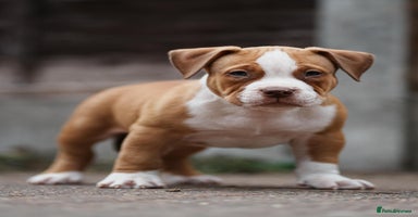 American Bully dogs - Advert 4