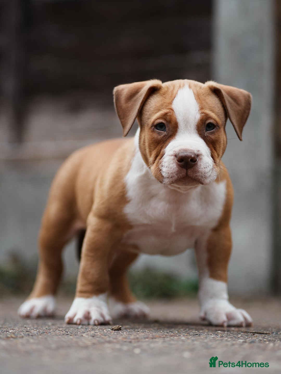 American Bully dogs for sale: Champion Bloodline American Pocket Bully Puppies - Image 3