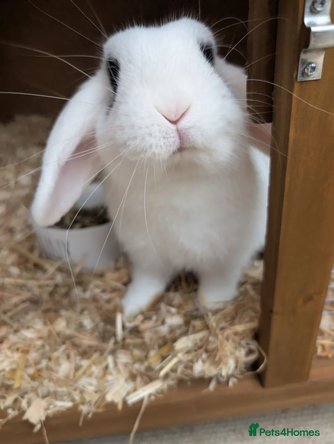 Mini Lop rabbits for sale: Male rabbit 3/4 months old in Swadlincote - Advert 2