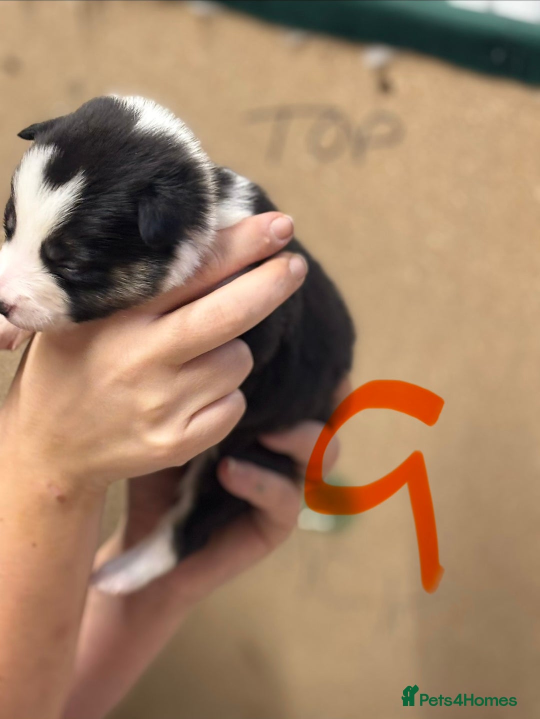 Border Collie dogs for sale: Border collie puppies - Advert 2