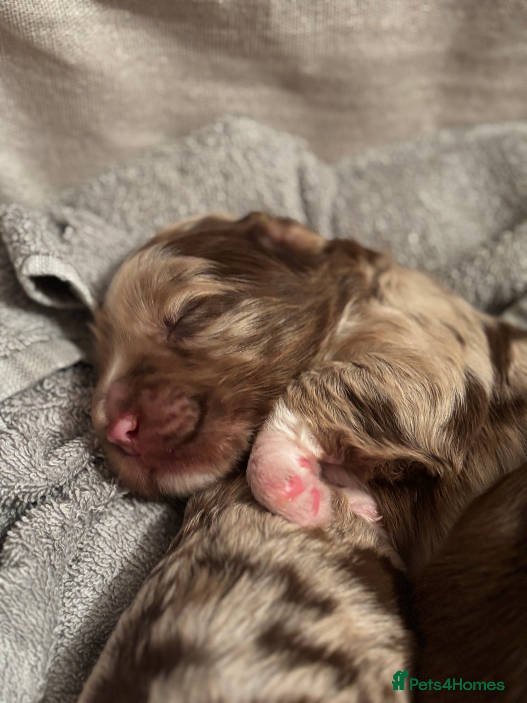 Sproodle dogs for sale: 💥 Rare Gorgeous Chocolate Merle Sproodles 🐶 - Advert 2