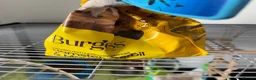 Mouse rodents for sale: Fancy Mice for sale in Wokingham - Advert 6