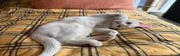 Mixed Breed cats for sale: Ready for Their Forever Homes 🐾 - Advert 9