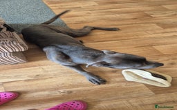 Mixed Breed dogs for sale: Gru 19 months old - Image 3