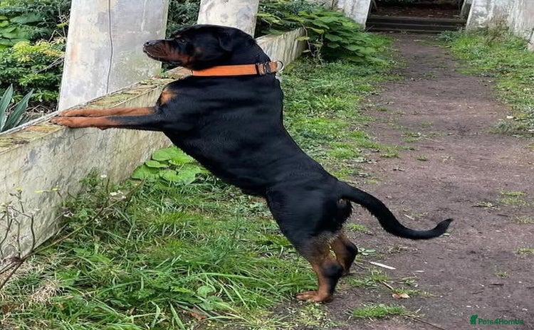 Rottweiler dogs - Advert 1